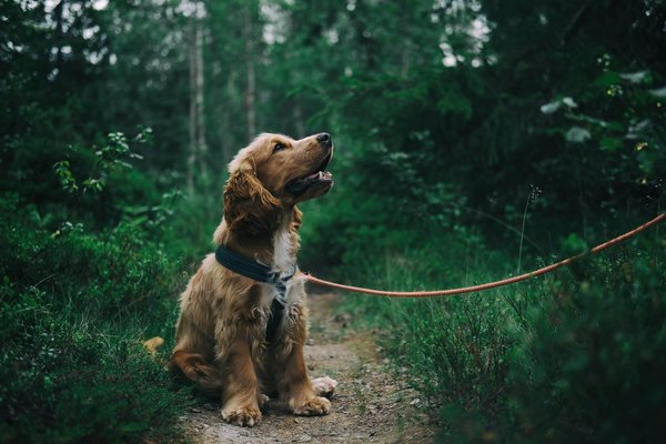 What Are the Essential Tips for Hiking with Your Dog in the UK Countryside?